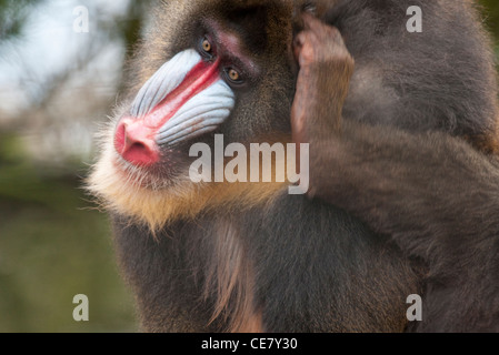 Mandrill (Mandrillus Sphinx) kratzte sich am Kopf als ob tief im thpought Stockfoto