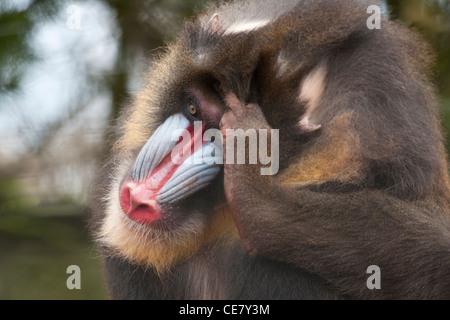 Mandrill (Mandrillus Sphinx) kratzte sich am Kopf als ob tief im thpought Stockfoto