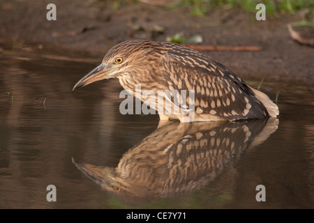 Unreife schwarz gekrönt Nachtreiher Jagd am Rande eines Sees. Stockfoto