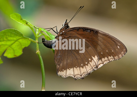 Weibchen des großen Eggfly, Hypolimnas Bolina, Hinterlegung von Eiern, Phuket, Thailand Stockfoto