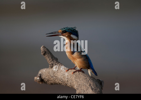Unreife Malachit Kingfisher thront auf einem Ast.  Alcedo cristata