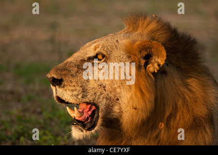 Männlicher Löwe im späten Abendlicht, Panthera leo Stockfoto