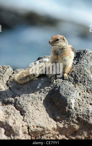 Barbary Erdhörnchen (Atlantoxerus Getulus) Stockfoto