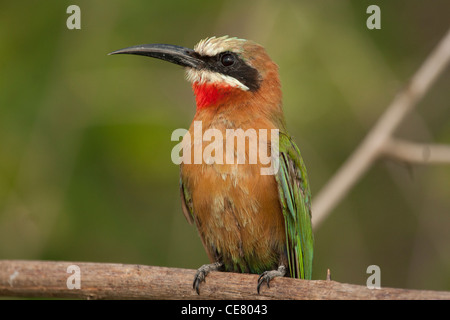 Merops Bullockoides, White-Fronted Bienenfresser thront auf Stick. Stockfoto