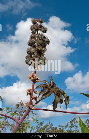 Wunderbaumes (Ricinus Communis) Stockfoto