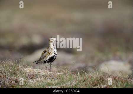 Europäische Goldregenpfeifer (Pluvaris Apricaria) Stockfoto