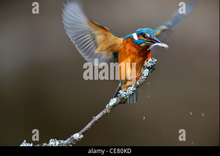 Eisvogel (Alcedo Atthis) Stockfoto