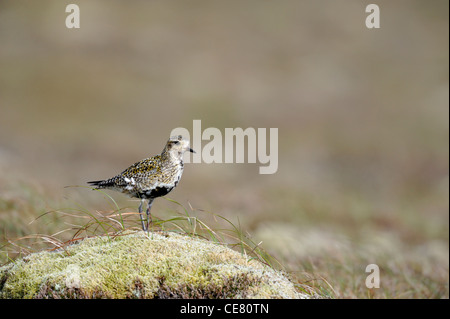 Europäische Goldregenpfeifer (Pluvaris Apricaria) Stockfoto