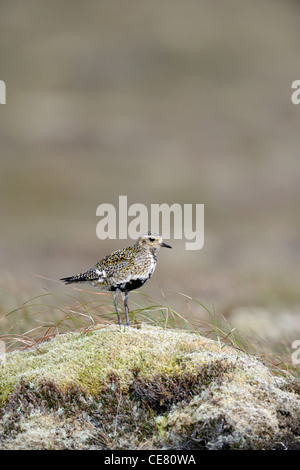 Europäische Goldregenpfeifer (Pluvaris Apricaria) Stockfoto