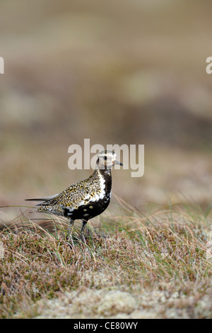 Europäische Goldregenpfeifer (Pluvaris Apricaria) Stockfoto