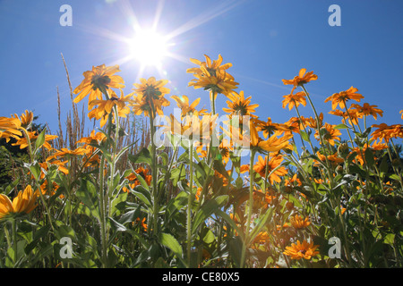 leuchtend gelben Blüten Low-Winkel mit Sonne und Himmel Stockfoto