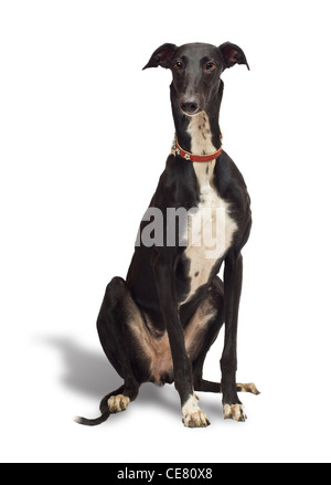 Greyhound Hund 18 Monate alt, sitzt vor weißer Hintergrund Stockfoto