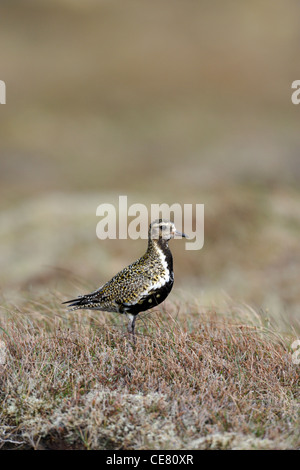 Europäische Goldregenpfeifer (Pluvaris Apricaria) Stockfoto