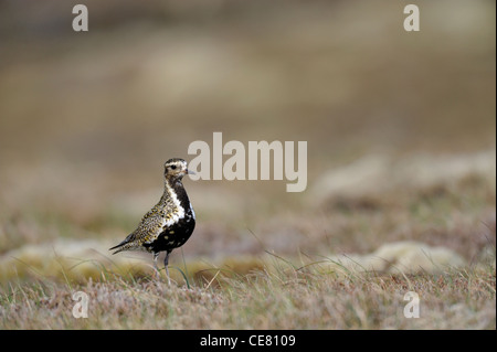 Europäische Goldregenpfeifer (Pluvaris Apricaria) Stockfoto