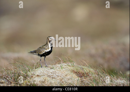 Europäische Goldregenpfeifer (Pluvaris Apricaria) Stockfoto