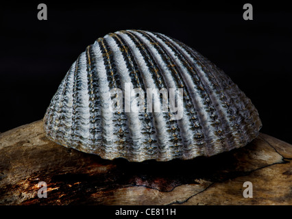 Herzmuschel-Shell auf Treibholz vor dunklem Hintergrund Stockfoto