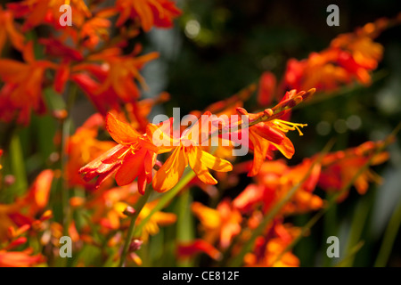 Detailansicht von Crocosmia (Montbretia oder Coppertips) Blüten Stockfoto