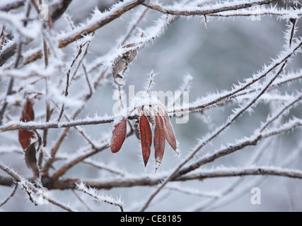 Vier rote Blätter am Baum fallenden Rime Frost im Piemont, Norditalien. Stockfoto