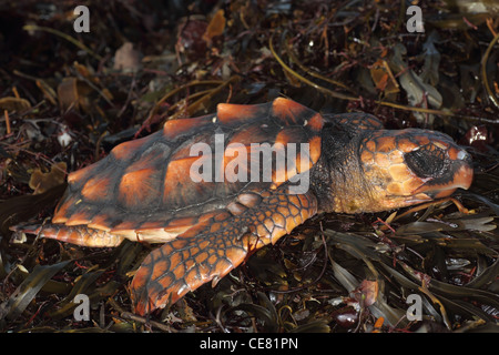 Cornish Strand angespült tot Unechten Karettschildkröte, Caretta Caretta. Stockfoto