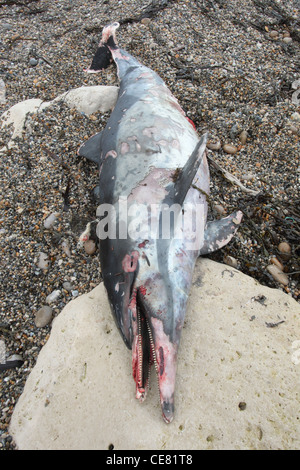 Chesil Beach Dorset, Dezember angespült tot gemeinsamen Delphin Delphinus Delphis. Stockfoto