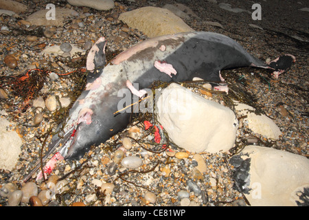 Chesil Beach Dorset, Dezember angespült tot gemeinsamen Delphin Delphinus Delphis. Stockfoto