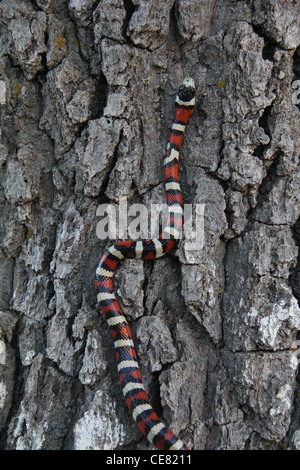 Sonora Berg Kingsnake Klettern Alligator-Wacholder-Baumrinde Santa Catalina natürlichen Bereich montieren Zitrone Tucson Arizona Stockfoto