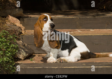 Basset Hound Welpen auf Treppe Stockfoto