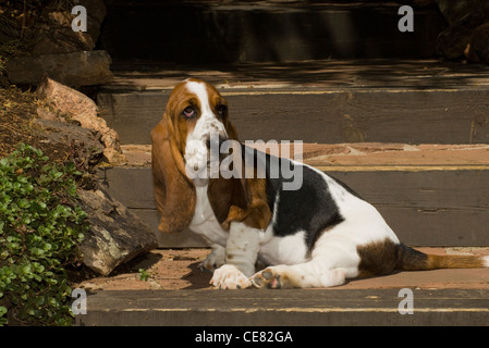 Basset Hound Welpen auf Treppe Stockfoto