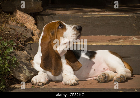 Basset Hound Welpe liegend auf Schritte Stockfoto