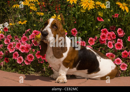 Basset Hound von Blumen sitzen Stockfoto
