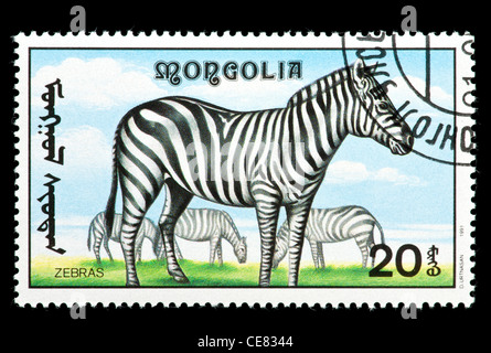 Briefmarke aus der Mongolei, Zebras darstellen. Stockfoto