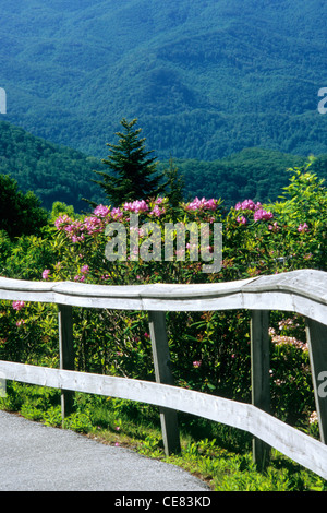 Der Blue Ridge Parkway in Jackson Co., NC, bei Waterrock Knob, MP 451. Gepflasterten Pfad führt auf den Gipfel, gesäumt von Rhododendren Stockfoto