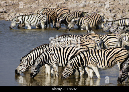 Zebras am Wasserloch, Okaukuejo, Etosha Nationalpark, Namibia Stockfoto