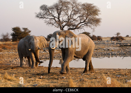 Elefantenbullen am Wasserloch, Okaukuejo, Etosha Nationalpark, Namibia Stockfoto