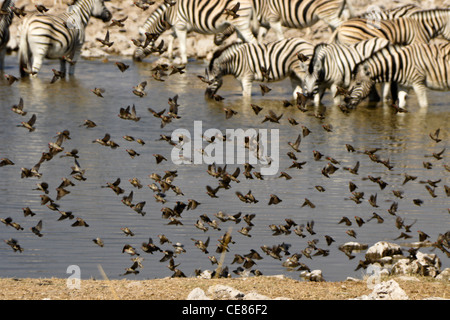 Rot-billed Queleas am Wasserloch mit Zebras, Okaukuejo, Etosha NP, Namibia Stockfoto