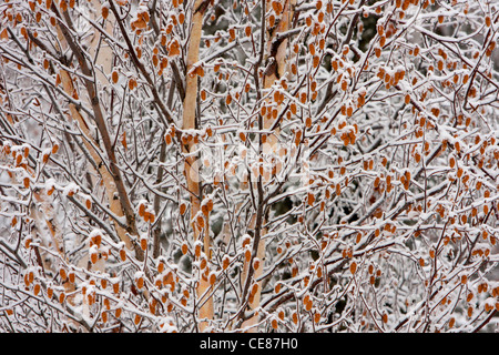 Winter-Szene von Schnee bedeckt Erlenzäpfchen hängen von Baum entlang Dalton Highway, North Slope, Alaska im Oktober Stockfoto