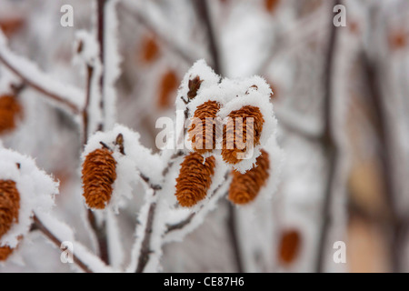 Winter-Szene von Schnee bedeckt Erlenzäpfchen hängen von Baum entlang Dalton Highway, North Slope, Alaska im Oktober Stockfoto