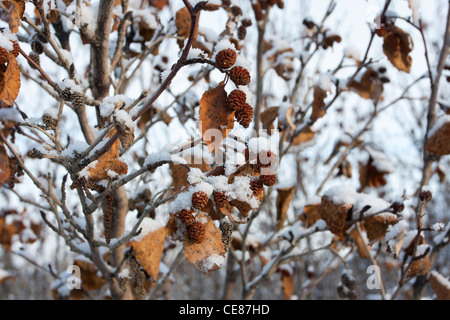 Winter-Szene der schneebedeckten Erlenzäpfchen und toten Blätter hängen von Baum am Dalton Highway, North Slope, Alaska im Oktober Stockfoto