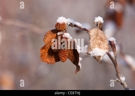 Winter-Szene der schneebedeckten Erlenzäpfchen und toten Blätter hängen von Baum am Dalton Highway, North Slope, Alaska im Oktober Stockfoto