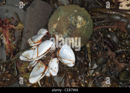 Gemeinsamen Gans Entenmuscheln, Lepas Anatifera an Strand, Kimmeridge Dorset UK gespült. Stockfoto