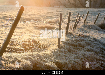 Am frühen Morgen frost, winter UK Stockfoto