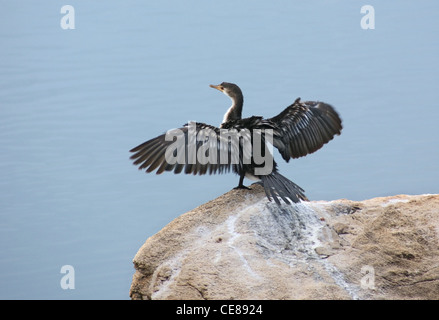 am Wasser Landschaft mit einem Vogel namens "African Darter" in Uganda (Afrika) auf einem Stein sitzend Stockfoto