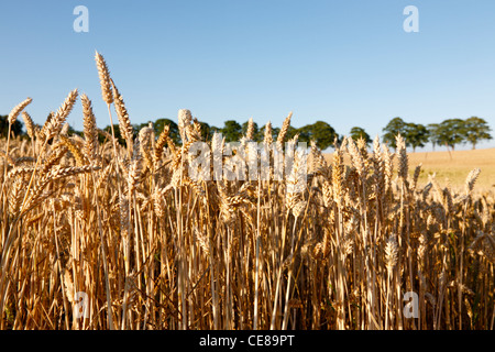 Getreidekörner auf einem Weizenfeld mit Windschutz im Hintergrund gegen einen blauen Sommerhimmel Stockfoto