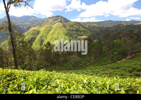 Sri Lanka, Provinz Uva, Ella Passara Straße, südlich von Badulla, Teeplantage, Namunkula Berge, Zentrales Hochland Stockfoto