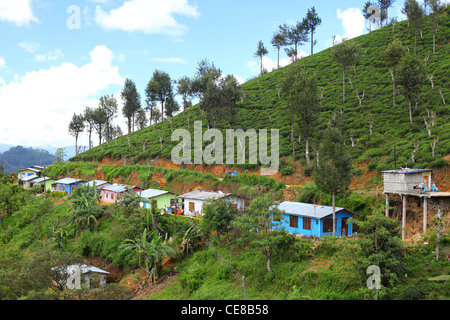 Sri Lanka, Provinz Uva, Ella Passara Straße, südlich von Badulla, Teeplantage, Namunkula Berge, Zentrales Hochland Stockfoto