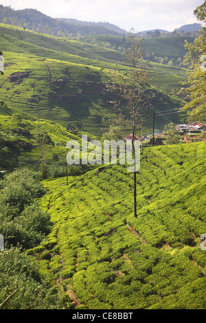 Sri Lanka, Central Province, südlich von Kandy, Teeplantage, Nuwara Eliya, Tee-Plantage Stockfoto