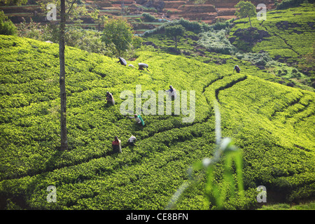Sri Lanka, Central Province, südlich von Kandy, Teeplantage, Frau Kommissionierung Tee per hand Stockfoto