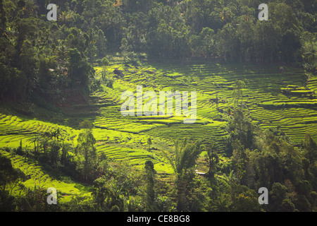 Sri Lanka, Central Province, südlich von Kandy, Reispaddy, Reis Handwerkkunst Landschaft Stockfoto