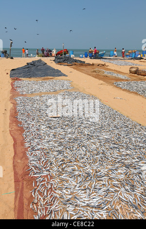 Sri Lanka, Western Province, Negombo, Fisch, Markt, Fischmarkt, Essen, Fischen, im freien Stockfoto