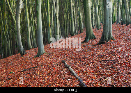 Laubstreu in dichten buchen-Wald. Prioren Holz. Somerset. England. VEREINIGTES KÖNIGREICH. Stockfoto